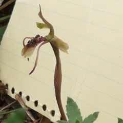 Chiloglottis seminuda at suppressed - suppressed