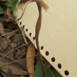 Chiloglottis seminuda at suppressed - suppressed