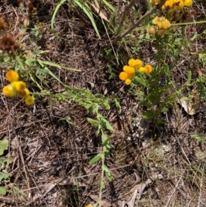 Chrysocephalum apiculatum at Hall, ACT - 24 Feb 2024