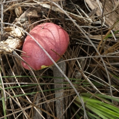 Boletellus obscurecoccineus (Rhubarb Bolete) at Boro - 22 Feb 2024 by Paul4K