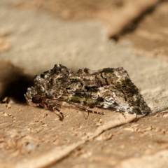 Aedia leucomelas acronyctoides at Harrison, ACT - 23 Feb 2024