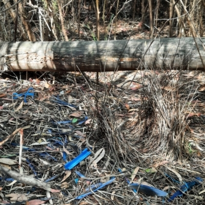 Ptilonorhynchus violaceus (Satin Bowerbird) at Namadgi National Park - 24 Feb 2024 by MB