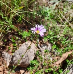 Calotis scabiosifolia var. integrifolia (Rough Burr-daisy) at Namadgi National Park - 24 Feb 2024 by MB