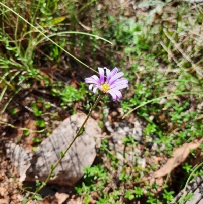 Calotis scabiosifolia var. integrifolia (Rough Burr-daisy) at Tharwa, ACT - 24 Feb 2024 by MB