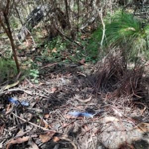 Ptilonorhynchus violaceus at Namadgi National Park - 24 Feb 2024