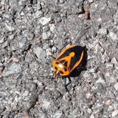 Agonoscelis rutila (Horehound bug) at Namadgi National Park - 24 Feb 2024 by MB