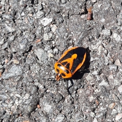 Agonoscelis rutila (Horehound bug) at Tharwa, ACT - 24 Feb 2024 by MB