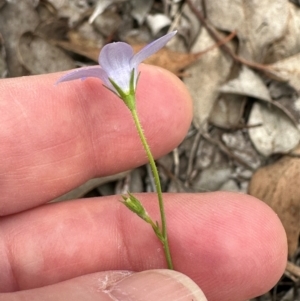 Wahlenbergia stricta subsp. stricta at Aranda Bushland - 24 Feb 2024