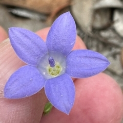 Wahlenbergia stricta subsp. stricta at Aranda Bushland - 24 Feb 2024