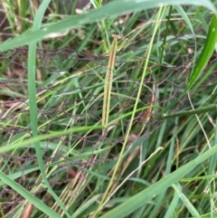 Tenodera australasiae at Lyons, ACT - 25 Jan 2022 by ran452