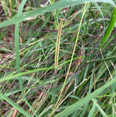 Tenodera australasiae at Lyons, ACT - 25 Jan 2022 by ran452