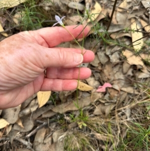 Wahlenbergia capillaris at Aranda, ACT - 24 Feb 2024