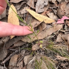 Wahlenbergia capillaris at Aranda Bushland - 24 Feb 2024