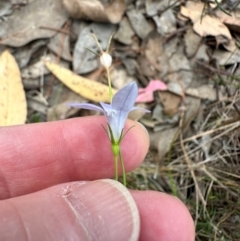 Wahlenbergia capillaris at Aranda, ACT - 24 Feb 2024