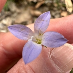 Wahlenbergia capillaris at Aranda, ACT - 24 Feb 2024