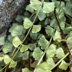 Asplenium flabellifolium (Necklace Fern) at Tharwa, ACT - 24 Feb 2024 by Shazw