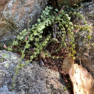 Asplenium flabellifolium at Rob Roy Range - 24 Feb 2024