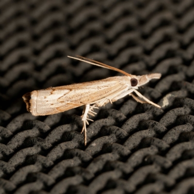 Culladia cuneiferellus (Crambinae moth) at Harrison, ACT - 23 Feb 2024 by DPRees125