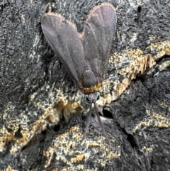 Pollanisus subdolosa (Cunning Forester () at Murramarang National Park - 20 Feb 2024 by Pirom