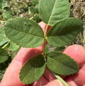 Rosa rubiginosa at Aranda, ACT - 24 Feb 2024