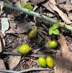 Rosa rubiginosa at Aranda, ACT - 24 Feb 2024