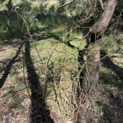 Rosa rubiginosa at Aranda, ACT - 24 Feb 2024