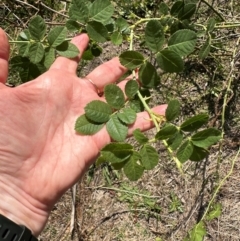 Rosa rubiginosa at Aranda, ACT - 24 Feb 2024