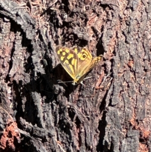 Heteronympha paradelpha at Aranda, ACT - 24 Feb 2024