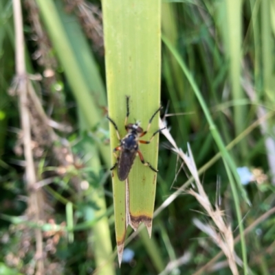 Asilidae (family) at Lyons, ACT - 10 Jan 2023 by ran452