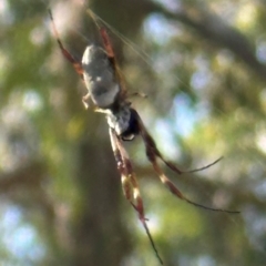 Trichonephila edulis (Golden orb weaver) at Aranda, ACT - 24 Feb 2024 by lbradley