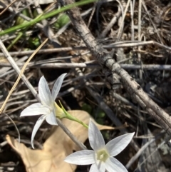 Wahlenbergia luteola (Yellowish Bluebell) at Suttons Dam - 22 Jan 2024 by KL