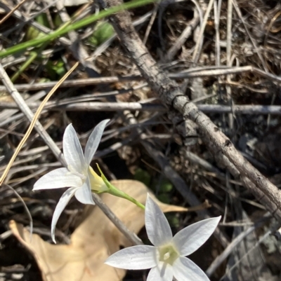 Wahlenbergia luteola (Yellowish Bluebell) at Suttons Dam - 22 Jan 2024 by KL