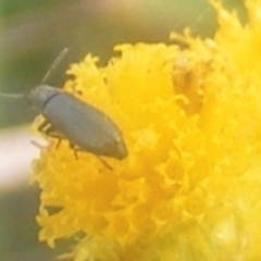 Dasytinae (subfamily) (Soft-winged flower beetle) at Mugga Mugga Grassland (MMW) - 24 Feb 2024 by MichaelMulvaney