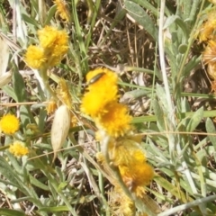 Dasytinae (subfamily) at Mugga Mugga Grassland (MMW) - 24 Feb 2024 01:45 PM