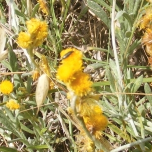 Dasytinae (subfamily) at Mugga Mugga Grassland (MMW) - 24 Feb 2024 01:45 PM