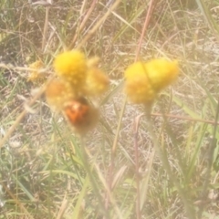 Coccinella transversalis (Transverse Ladybird) at Mugga Mugga NR (MUG) - 24 Feb 2024 by MichaelMulvaney