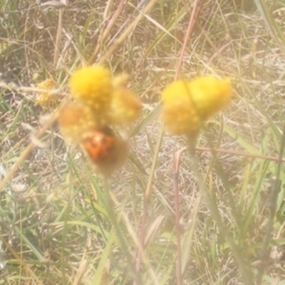 Coccinella transversalis (Transverse Ladybird) at O'Malley, ACT - 24 Feb 2024 by MichaelMulvaney