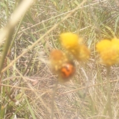 Coccinella transversalis at Mugga Mugga NR (MUG) - 24 Feb 2024 02:51 PM