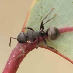 Polyrhachis sp. (genus) (A spiny ant) at Black Mountain - 20 Feb 2024 by ConBoekel