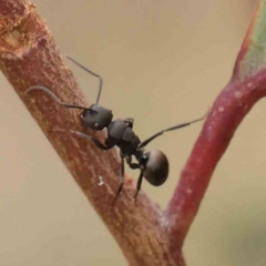 Polyrhachis sp. (genus) at Black Mountain - 21 Feb 2024