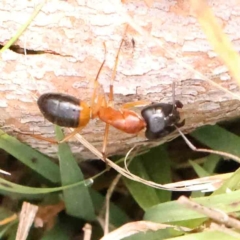 Camponotus consobrinus (Banded sugar ant) at Black Mountain - 20 Feb 2024 by ConBoekel