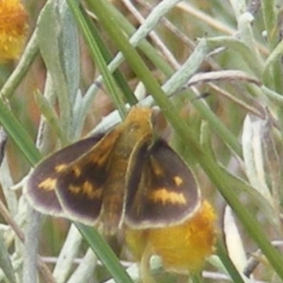 Taractrocera papyria (White-banded Grass-dart) at Mugga Mugga Grassland (MMW) - 24 Feb 2024 by MichaelMulvaney