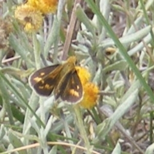 Taractrocera papyria at Mugga Mugga Grassland (MMW) - 24 Feb 2024 02:55 PM