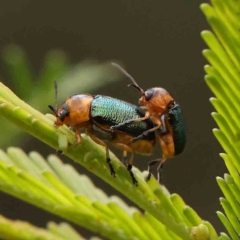 Aporocera (Aporocera) cyanipennis (Leaf beetle) at Black Mountain - 21 Feb 2024 by ConBoekel