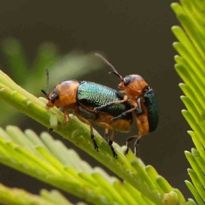 Aporocera (Aporocera) cyanipennis (Leaf beetle) at Black Mountain - 21 Feb 2024 by ConBoekel