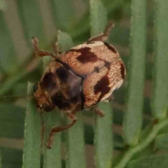 Elaphodes cervinus (Leaf beetle) at Black Mountain - 20 Feb 2024 by ConBoekel