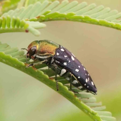 Diphucrania leucosticta (White-flecked acacia jewel beetle) at Black Mountain - 20 Feb 2024 by ConBoekel