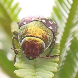 Diphucrania leucosticta at Black Mountain - 21 Feb 2024