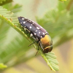 Diphucrania leucosticta at Black Mountain - 21 Feb 2024