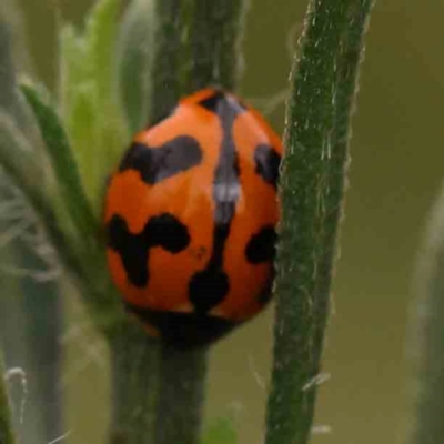Coccinella transversalis (Transverse Ladybird) at Black Mountain - 21 Feb 2024 by ConBoekel